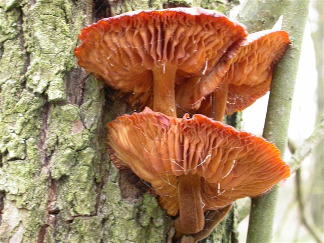Flammulina velutipes e Tubaria sp.